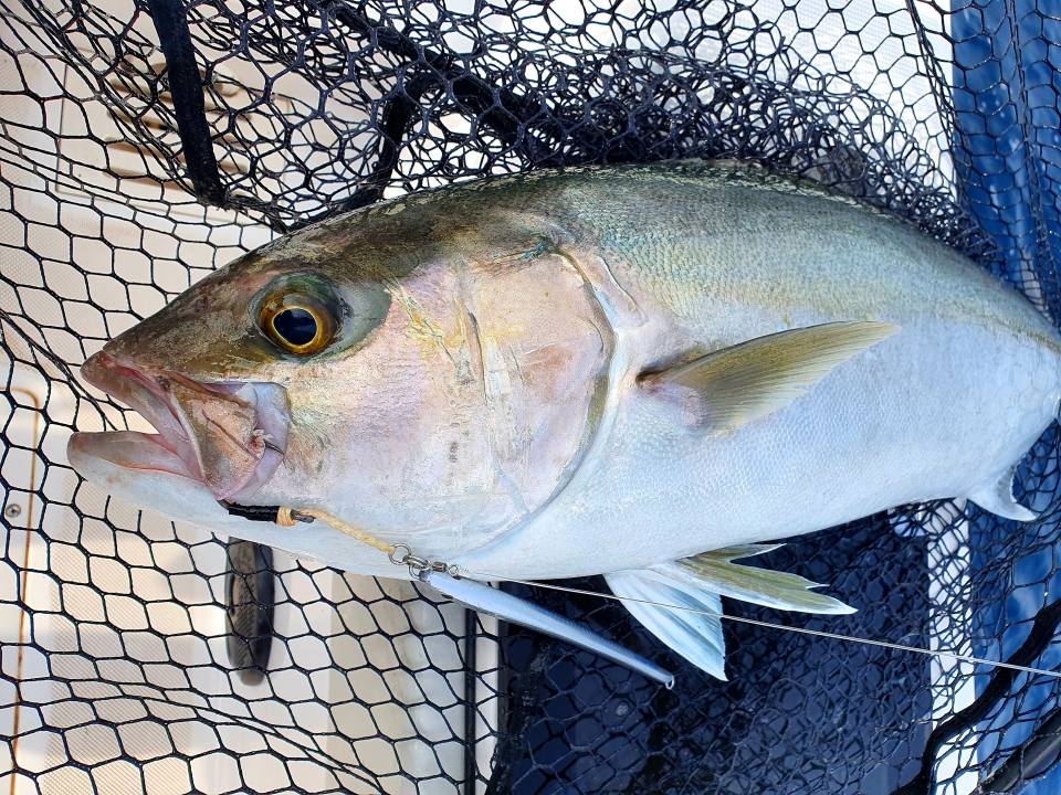 Salida de pesca por la Costa Blanca, 8 horas - Sea Rent Jávea